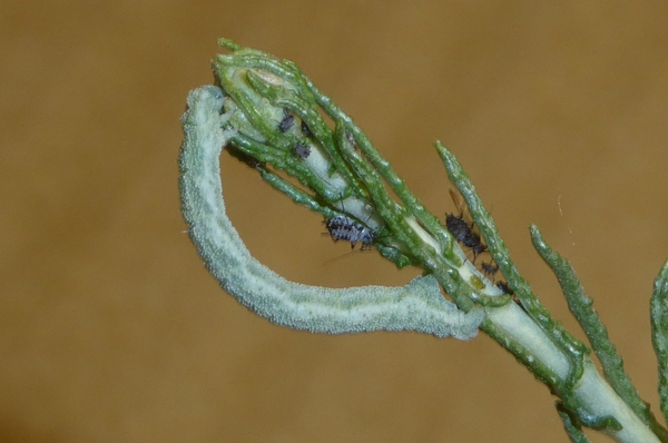 Microloxia herbaria, Geometridae